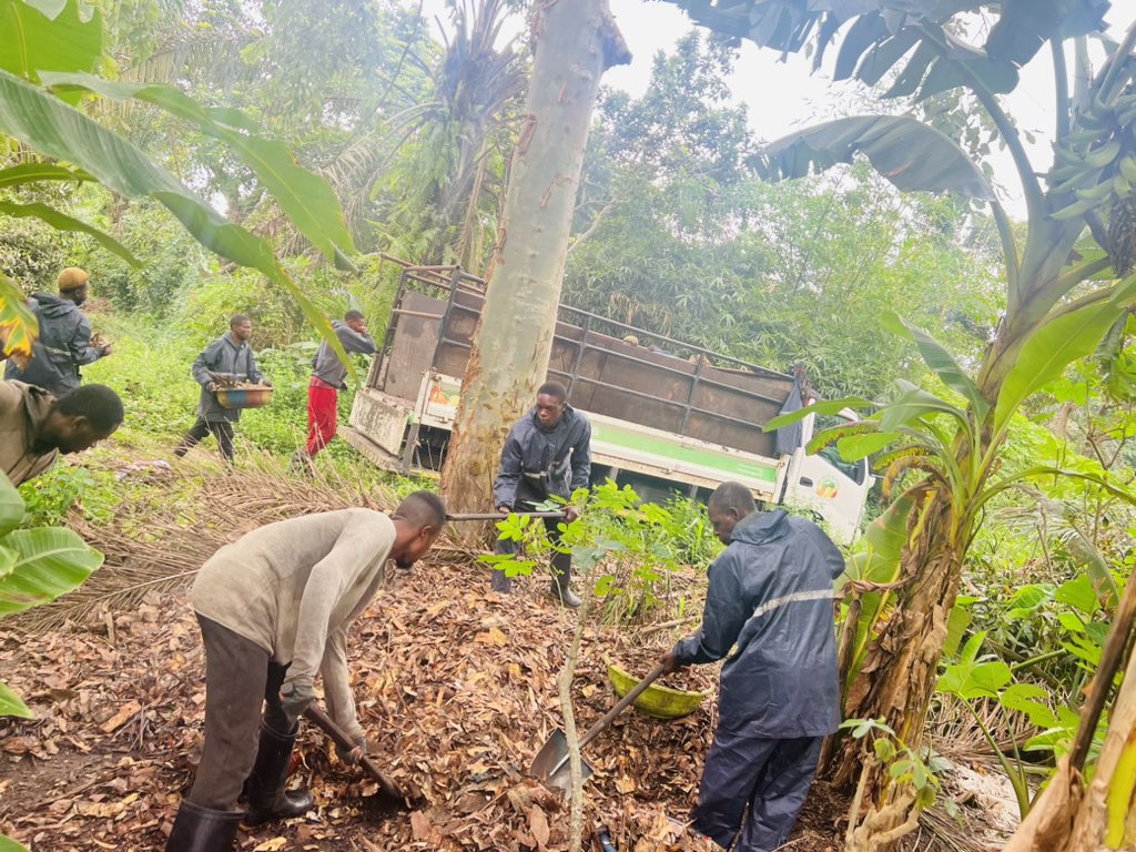 Ruvusha_Israel's tweet image. Compost enriches soil by adding organic matter, which improves soil structure, aeration, and water-holding capacity. This helps prevent compaction and promotes healthy root growth.