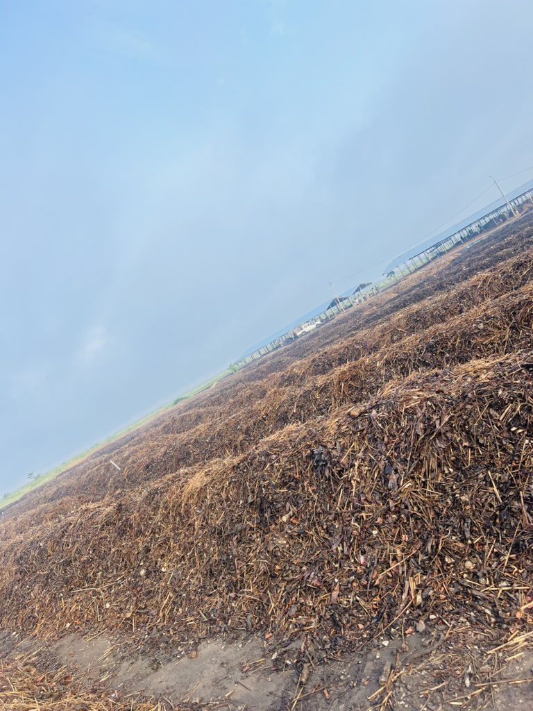 Ruvusha_Israel's tweet image. Compost enriches soil by adding organic matter, which improves soil structure, aeration, and water-holding capacity. This helps prevent compaction and promotes healthy root growth.