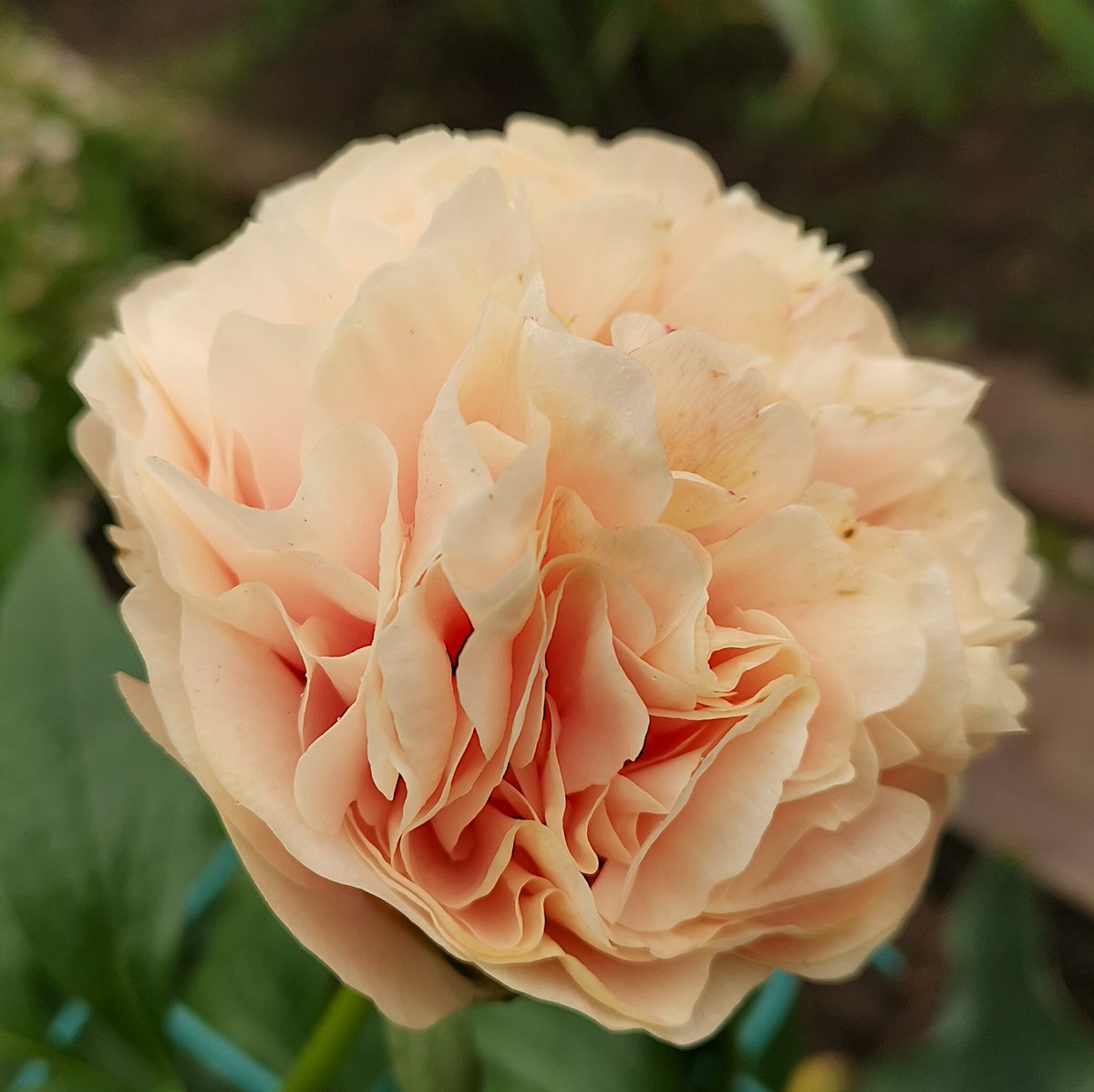 ...пион 'Apricot Morning', начало цветения 😍