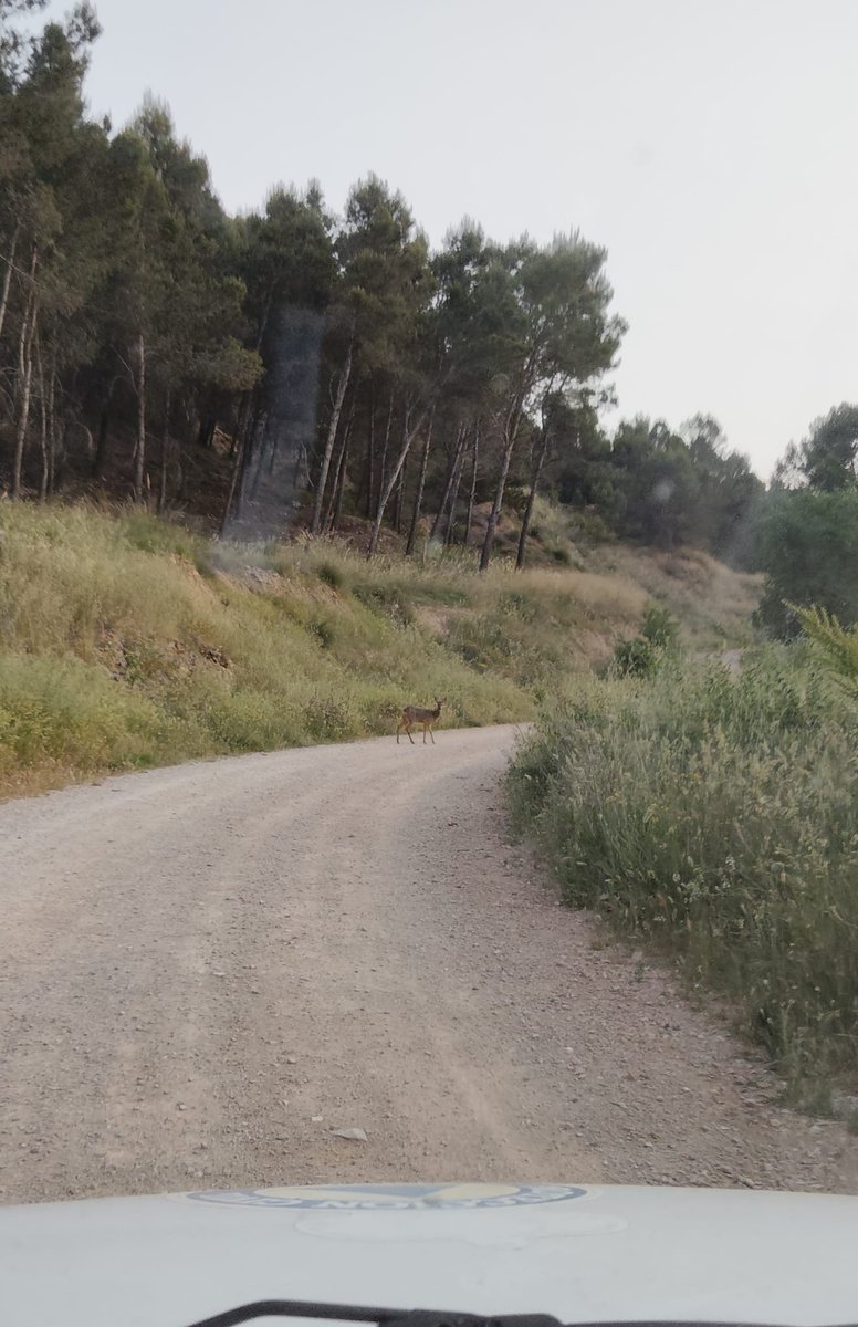 🔶️🔷️🔶️
"Hoy a una de nuestras unidades le dió los buenos días está bella amiga .
Recordarnos que no estamos solos en nuestro entorno natural 
Desde aquí recordarnos que seamos cívicos y respetuosos con nuestros entornos naturales.
No dejar basuras🧃,  
No hacer fuego 🔥.