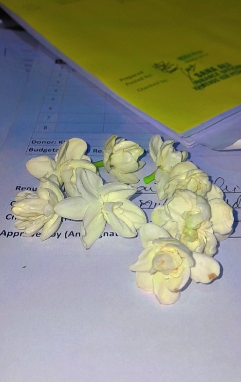 ویسے بھی یہ شام تک خود اپنے پودے سے گر جاتے ہیں