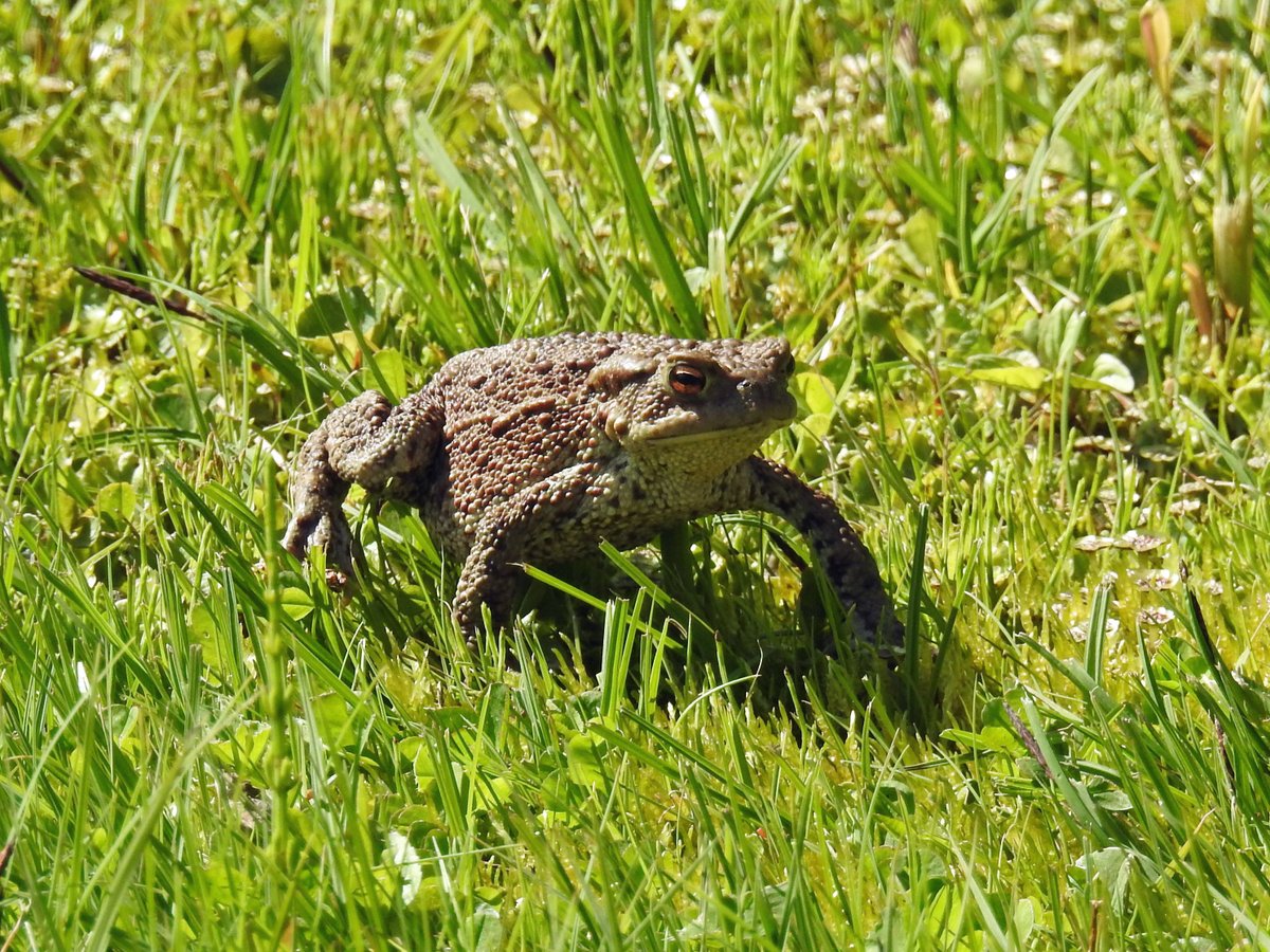 michashikes's tweet photo. Sitting at the wildlife pond enjoying the sun I suddenly saw some movement about 15 meters down the garden. And it was this beauty that walked all across the large lawn. 

#toad #commontoad #wildlife #pond #wildlifepond #spring #garden #sweden https://t.co/EAO8I0Zess