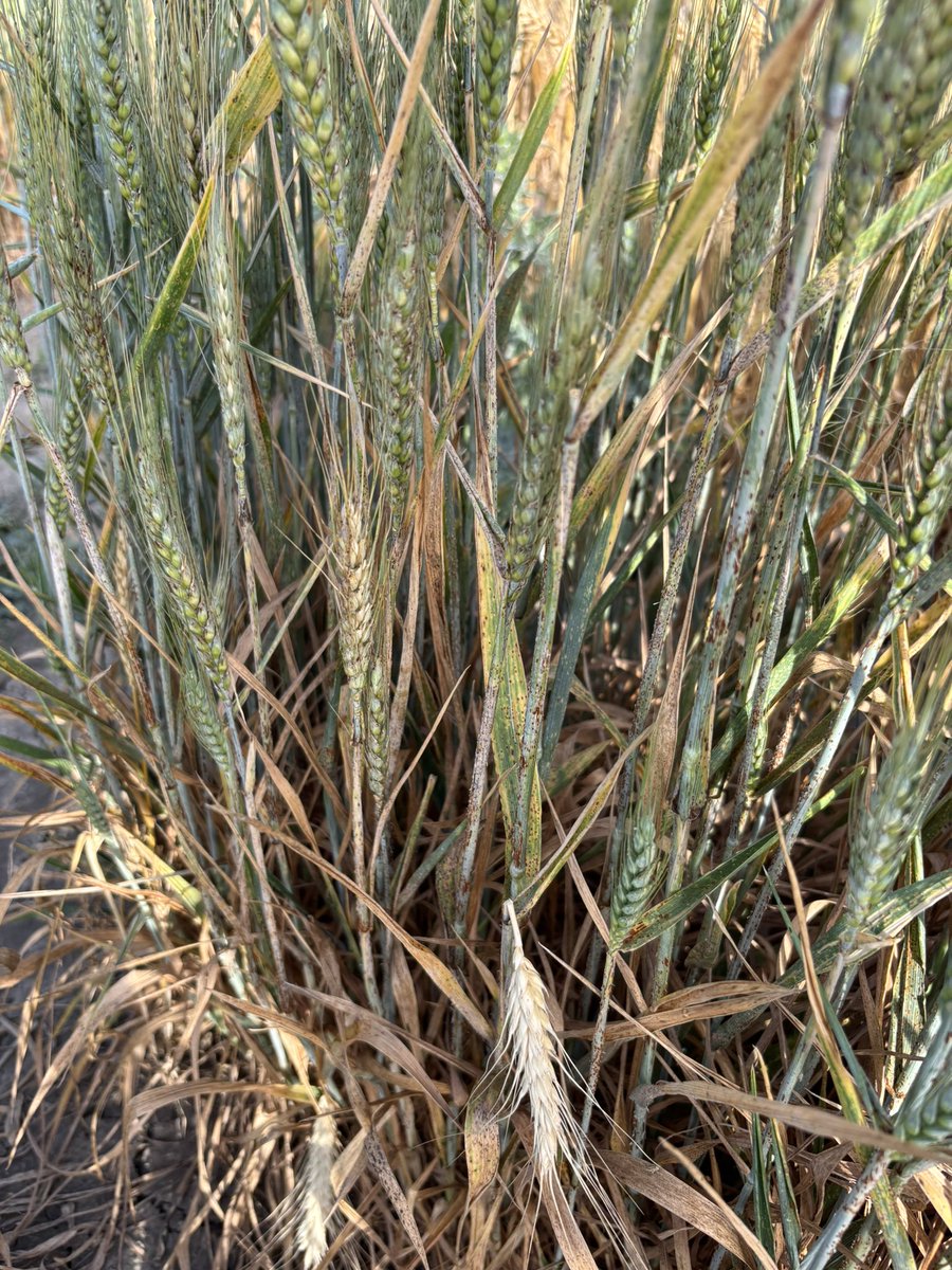 SolisMIgnacio's tweet image. Very good stem rust severity scoring for winter types at Jerez (Spain). Spring types escapes thanks to early maturity. 
#RoyaNegra
#RouilleNoire
#StemRust
@AgrovegetalSA
