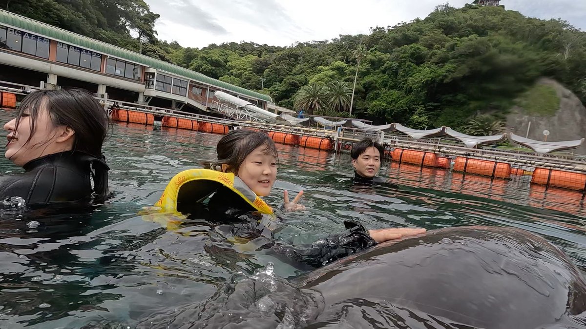 Dolphin_Beach_'s tweet photo. 風にも負けず
#ドルフィンスイム #イルカと泳ぐ #海が好き #イルカ #ダイビング #dolphin #dolphinswimming #pool #下田海中水族館 #下田 #伊豆 #水族館 #体験ダイビング #ドルフィンダイビング #いるか #カマイルカ #イルカと泳ぎたい https://t.co/f367Ry64mt