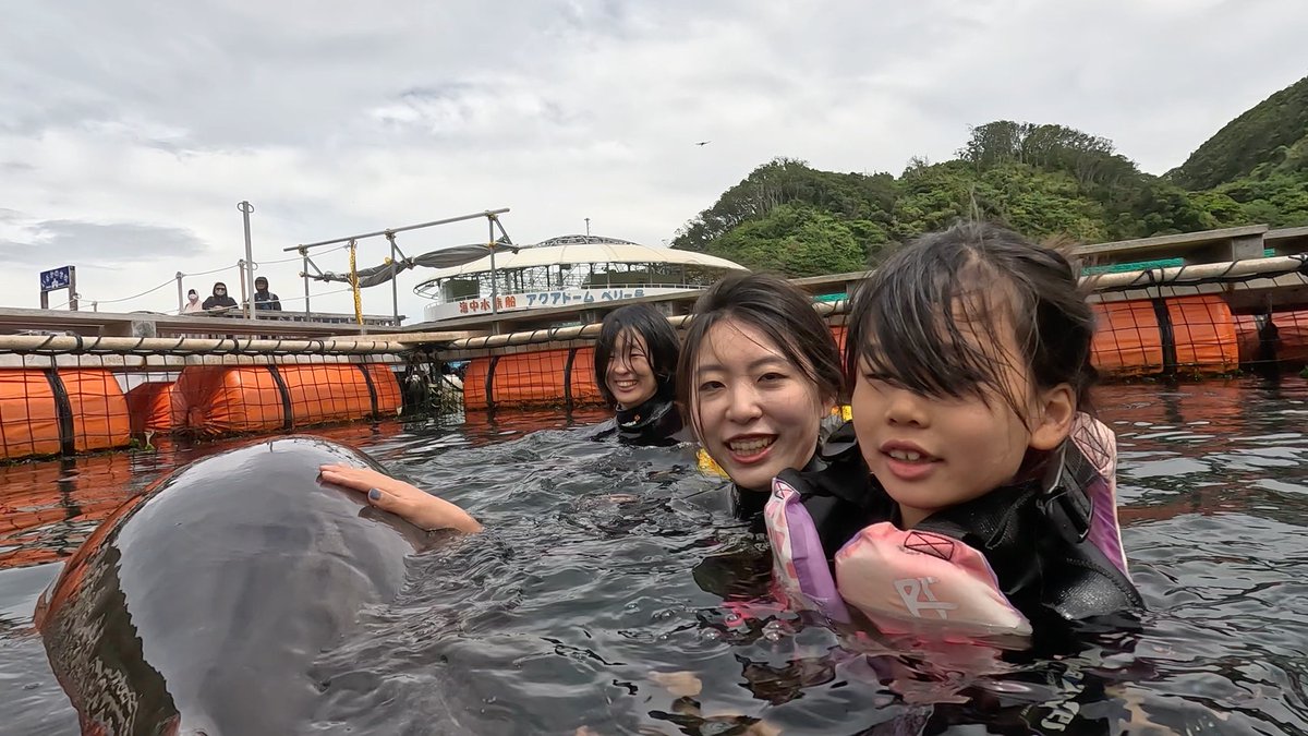 Dolphin_Beach_'s tweet photo. 風にも負けず
#ドルフィンスイム #イルカと泳ぐ #海が好き #イルカ #ダイビング #dolphin #dolphinswimming #pool #下田海中水族館 #下田 #伊豆 #水族館 #体験ダイビング #ドルフィンダイビング #いるか #カマイルカ #イルカと泳ぎたい https://t.co/f367Ry64mt