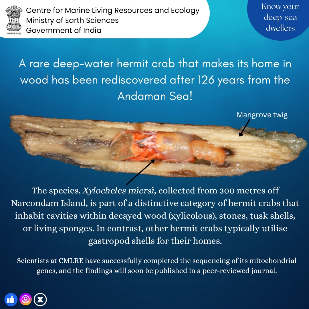 cmlre_kochi's tweet photo. A rare deep-water hermit crab that makes its home in wood has been rediscovered after 126 years from the Andaman Sea. https://t.co/yKrFIOTtui