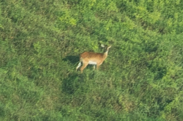 잊혀진 영양이 수십 년만에 촬영되다.
콩고의 우펨바습지에서만 사는 우펨바리추에는 1980년대 극심한 밀렵으로 그 수가 크게 감소했다.
50여 년만에 이루어진 재조사에서 단 10마리만이 기록되었는데 전체 개체수는 100여 마리도 안 될 것으로 추정됨.
iflscience.com/critically-end…