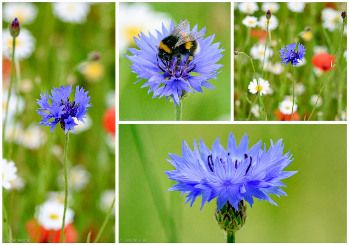 Cyane, a handsome youth, adored blue #flowers and spent his time gathering &amp; weaving them into garlands for Flora, the goddess of flowers. When his life slipped away in a field one day, she transformed him into the flower he loved most, the cornflower, Centaurea cyanus.