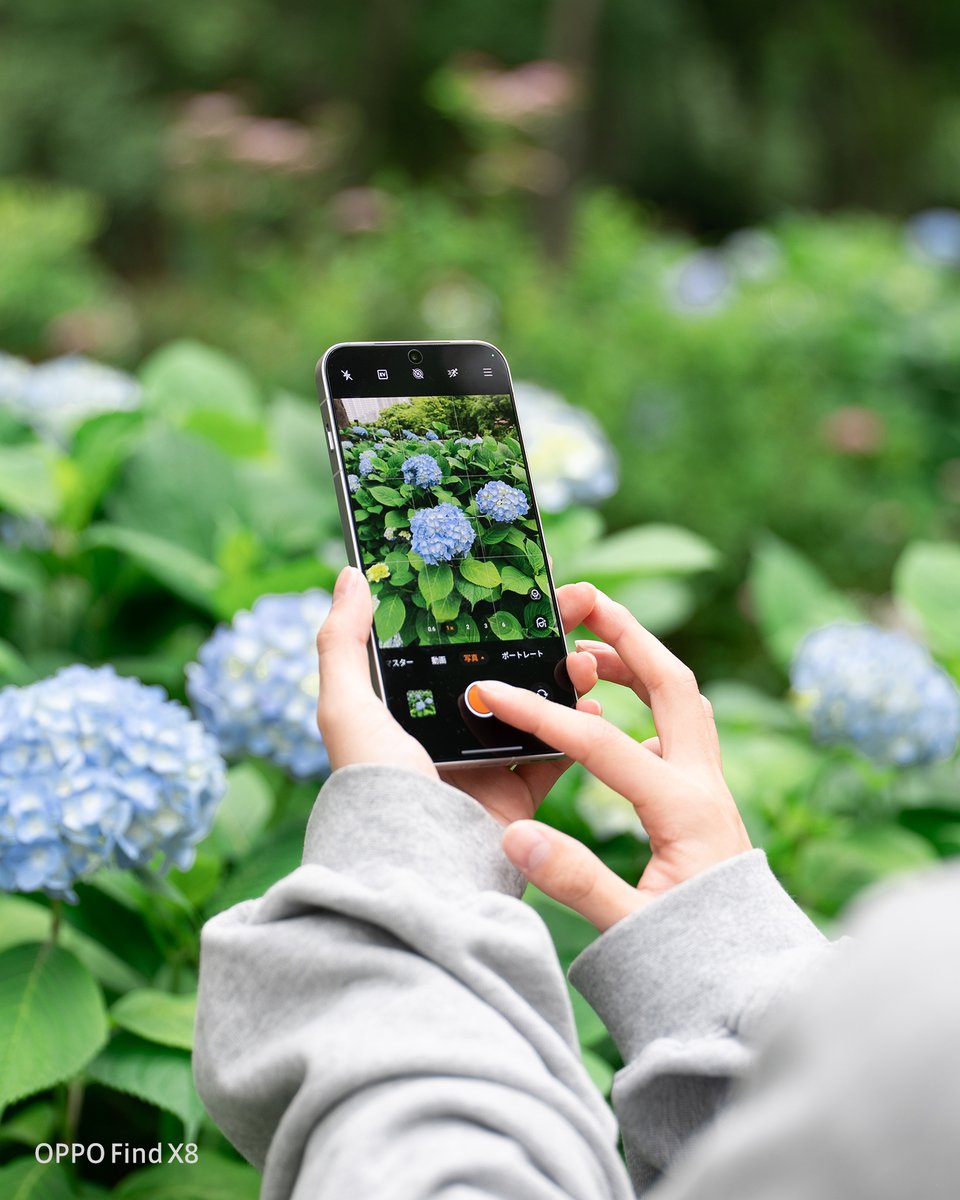 OPPOJapan's tweet photo. 散歩途中で見つけた紫陽花をOPPO Find X8でパシャリ📸
土壌のpHによって花の色が変わるって、ちょっと面白い🤭
紫？青？ピンク？どれが好きですか？🌸 https://t.co/2ovhlLvxoj
