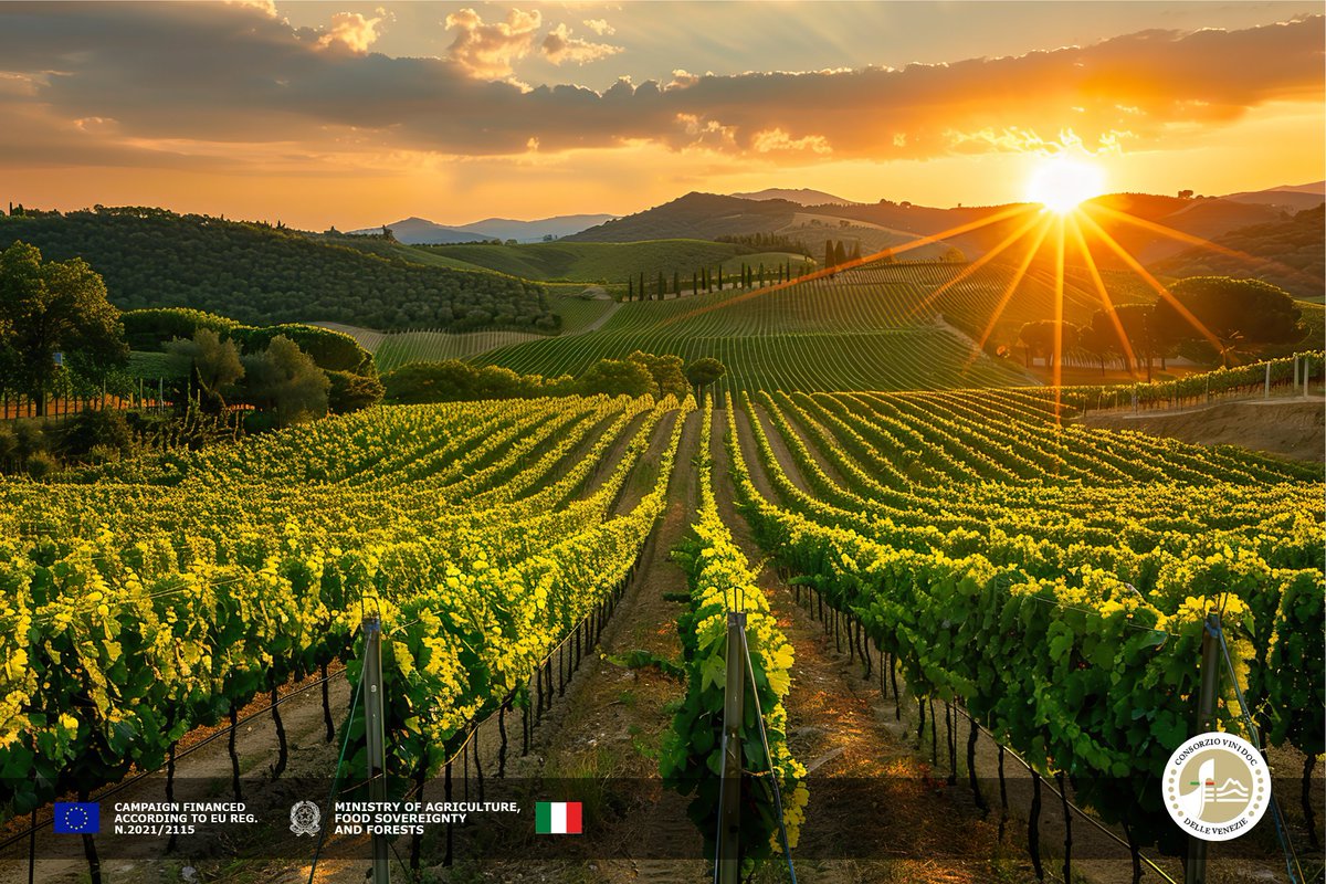 On #WorldEnvironmentDay, we celebrate the deep bond between land and sustainability.
At Pinot Grigio Delle Venezie DOC, care for the environment is part of our identity—because true quality begins with respect for nature.

#pinotGgigiodelleveneziedoc #pinotgrigiowine