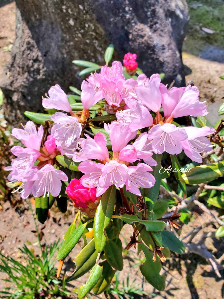 Rhododendron flowers 🌺🌸🌺 #FlowersOnFriday