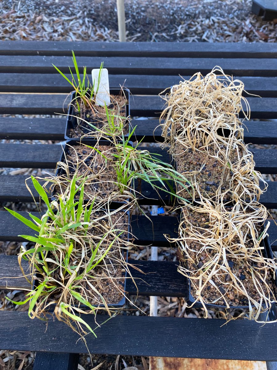 Another ryegrass population resistant to the double knock (glyphosate600 1.5L followed by paraquat250 1.5L - applied 10 days apart).  

This ryegrass is from high rainfall in the Great Southern of WA.  It is the only region where we have found this problem so far <a href="/WeedSmartAU/">WeedSmart</a>