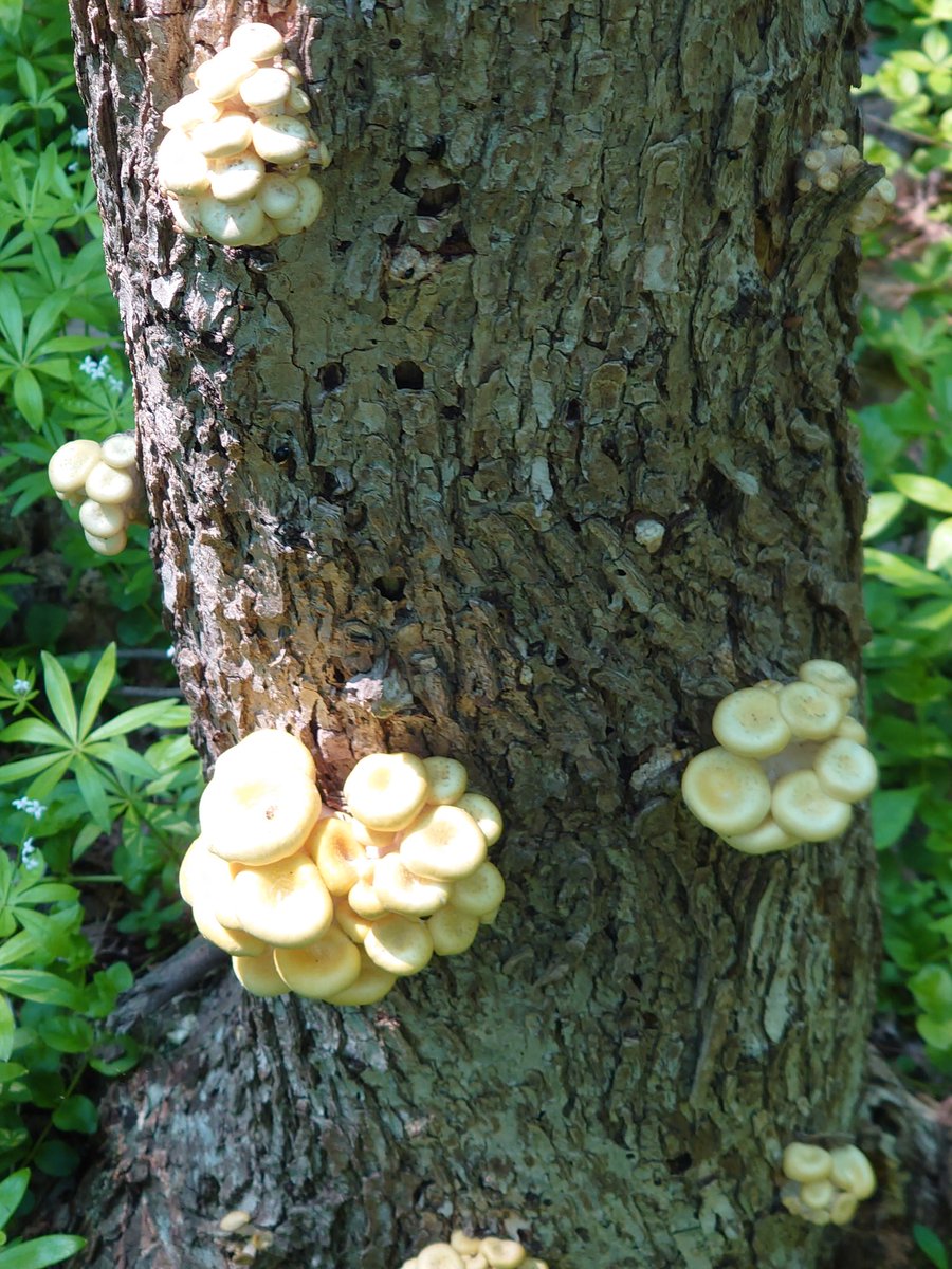 タモギタケ天国　美しい🏞️🍄
タモギタケ粉末作ろう😋
