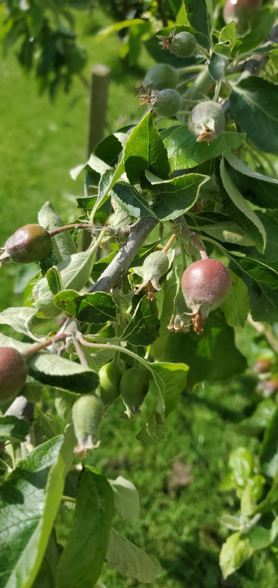 Our apple and pear trees have loved the recent rain! 🌦🍏🍐 The bees love our orchard! #biodiversity #beeChampions #NatureHeroes <a href="/SIROIreland/">SIRO Ireland</a>
<a href="/BioInSchools/">Biodiversity in Schools</a>
