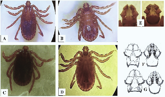 WorldLagomorph's tweet image. A new study in a farm, found Haemaphysalis howletti infesting rabbits, with 100% prevalence in early autumn. Tick presence led to blood cell changes and 31% Anaplasma infection, highlighting rabbits as potential reservoirs of tick-borne zoonotic diseases.
doi.org/10.3126/jafu.v…