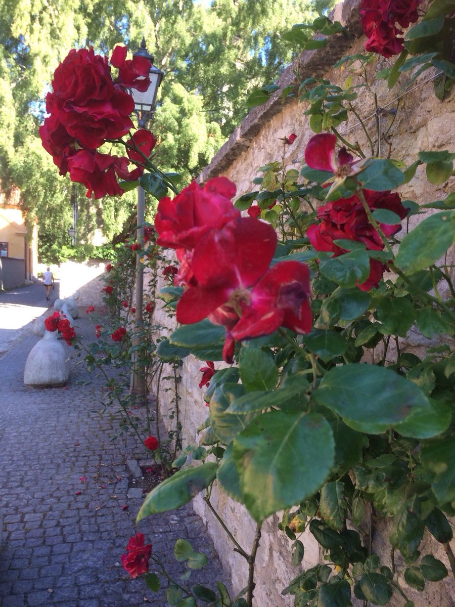 Blomma, i rosornas stad 🌹
#vårpåminplanet 30 maj