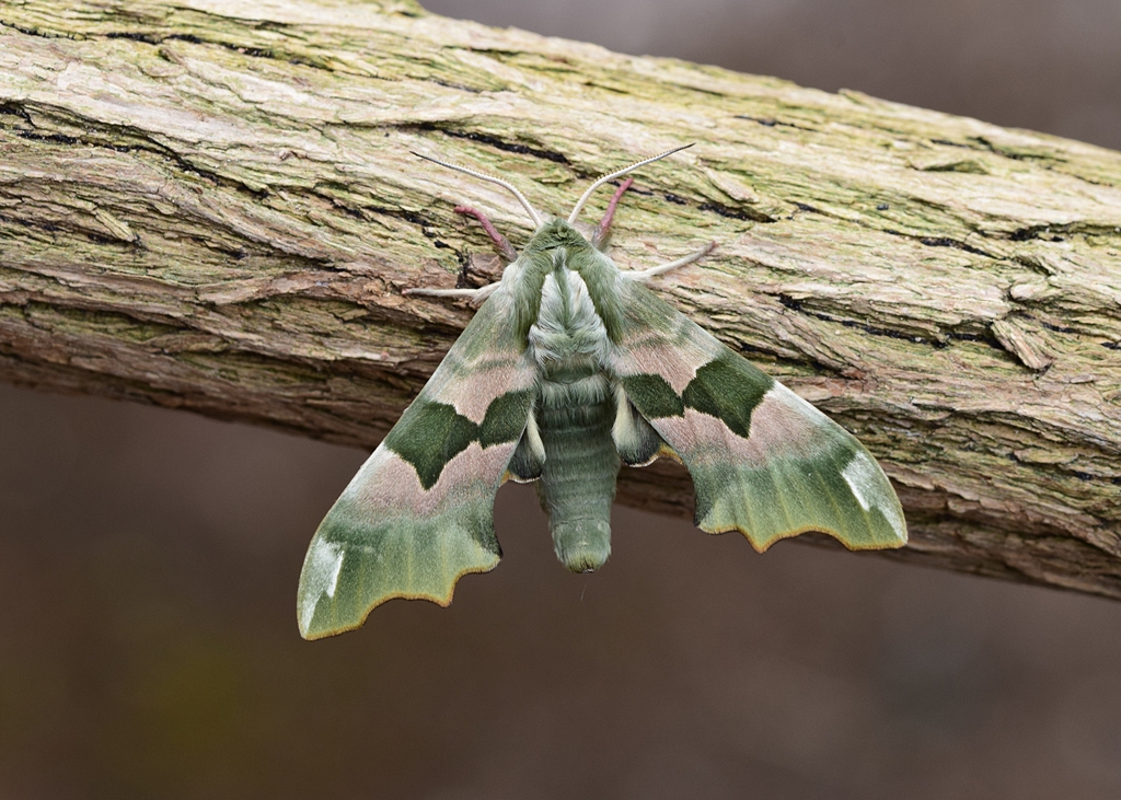 Neil Freeman (@neilfreeman14) on Twitter photo A newly emerged Lime Hawk-moth. This is one I reared from eggs left by a female in 2023 and which mostly emerged in 2024. This was one of 2 pupae which failed to emerge then and they still looked hearlthy so I kept them to try again this year <a href="/BCWarwickshire/">BC Warwickshire</a> <a href="/savebutterflies/">Butterfly Conservation 🦋</a> A newly emerged Lime Hawk-moth. This is one I reared from eggs left by a female in 2023 and which mostly emerged in 2024. This was one of 2 pupae which failed to emerge then and they still looked hearlthy so I kept them to try again this year <a href="/BCWarwickshire/">BC Warwickshire</a> <a href="/savebutterflies/">Butterfly Conservation 🦋</a>