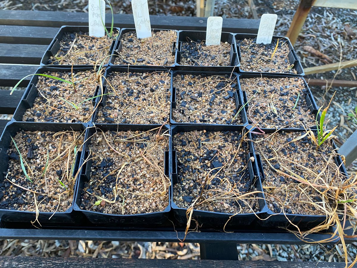 We have tested several use patterns that still work well with 100% efficacy in pots.  From left you see this population killed by : Clethodim240 500ml, Clethodim 1000ml, Clethodim 500+Crucial 1.5L, Clethodim 500ml+Crucial 1.5L + Glufosinate 2L.