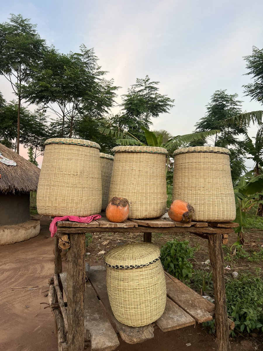 Good morning from our award-winning Acholi Homestay Experience — where tradition, warmth, and community come alive. A true gem of cultural immersion and hospitality🛖