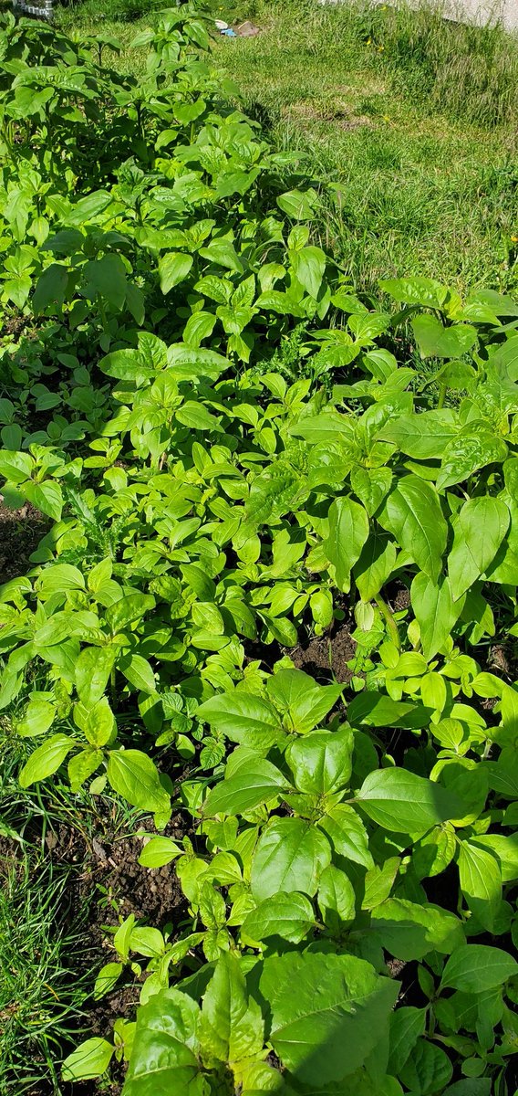 Our sunflowers 🌻 💛 😍 are nearly a meter tall already ! The bees will be ready!! <a href="/BioInSchools/">Biodiversity in Schools</a> <a href="/SIROIreland/">SIRO Ireland</a> #NatureHeroes #beeChampions #biodiversity