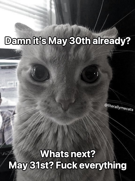 LiterallyMeCats (@literallymecats) on Twitter photo 