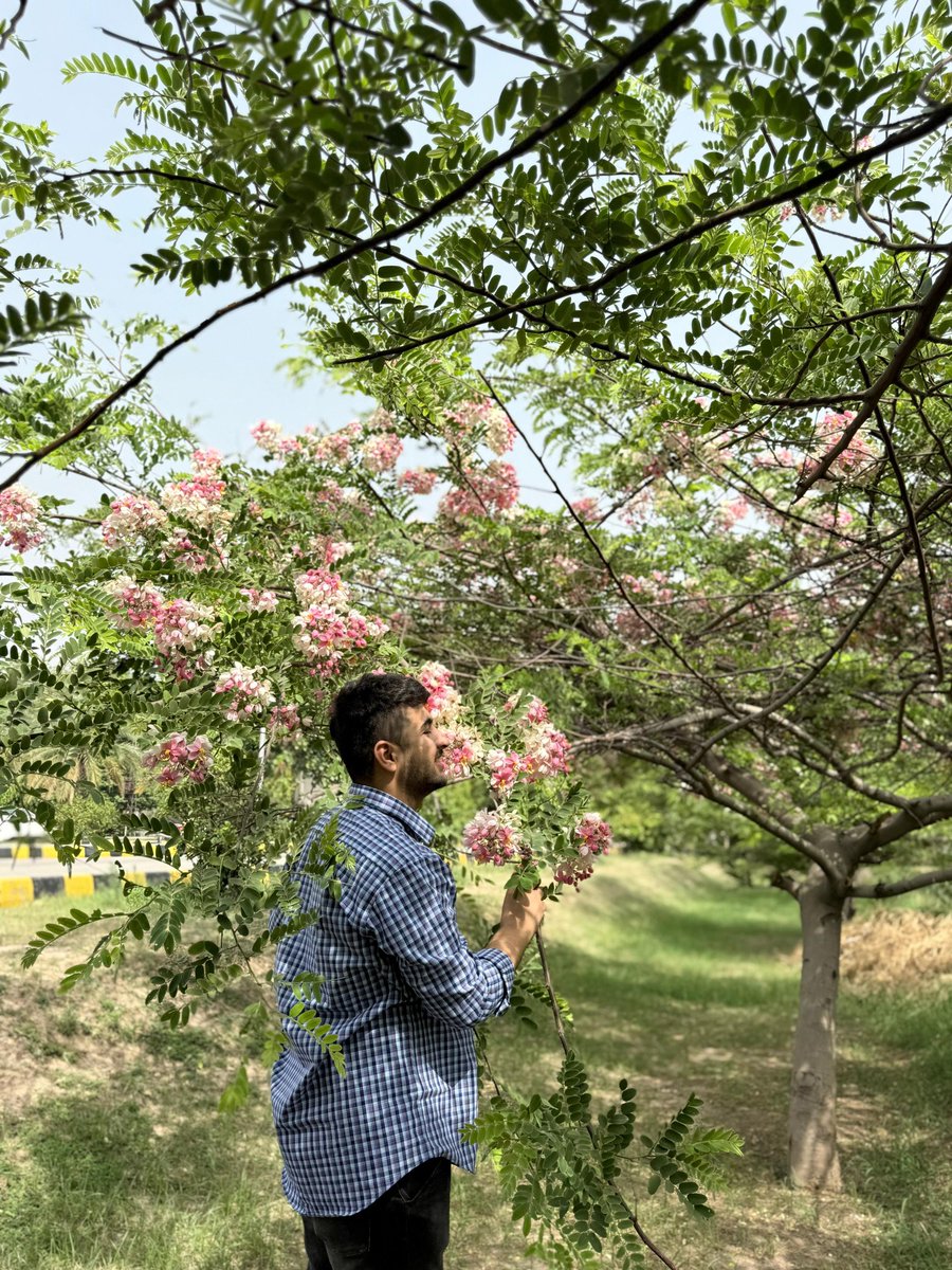 Ibrar3485's tweet photo. Cassia javanica, commonly known as pink shower or Java cassia, is a fast-growing, semi deciduous tree native to Southeast Asia. Widely cultivated as an ornamental tree for its showy pink flowers.
#landscaptrees #cassiajavanica #floweringtrees  #muhammadibrarmaidaree
#landscaping https://t.co/mQNGUzpNyT
