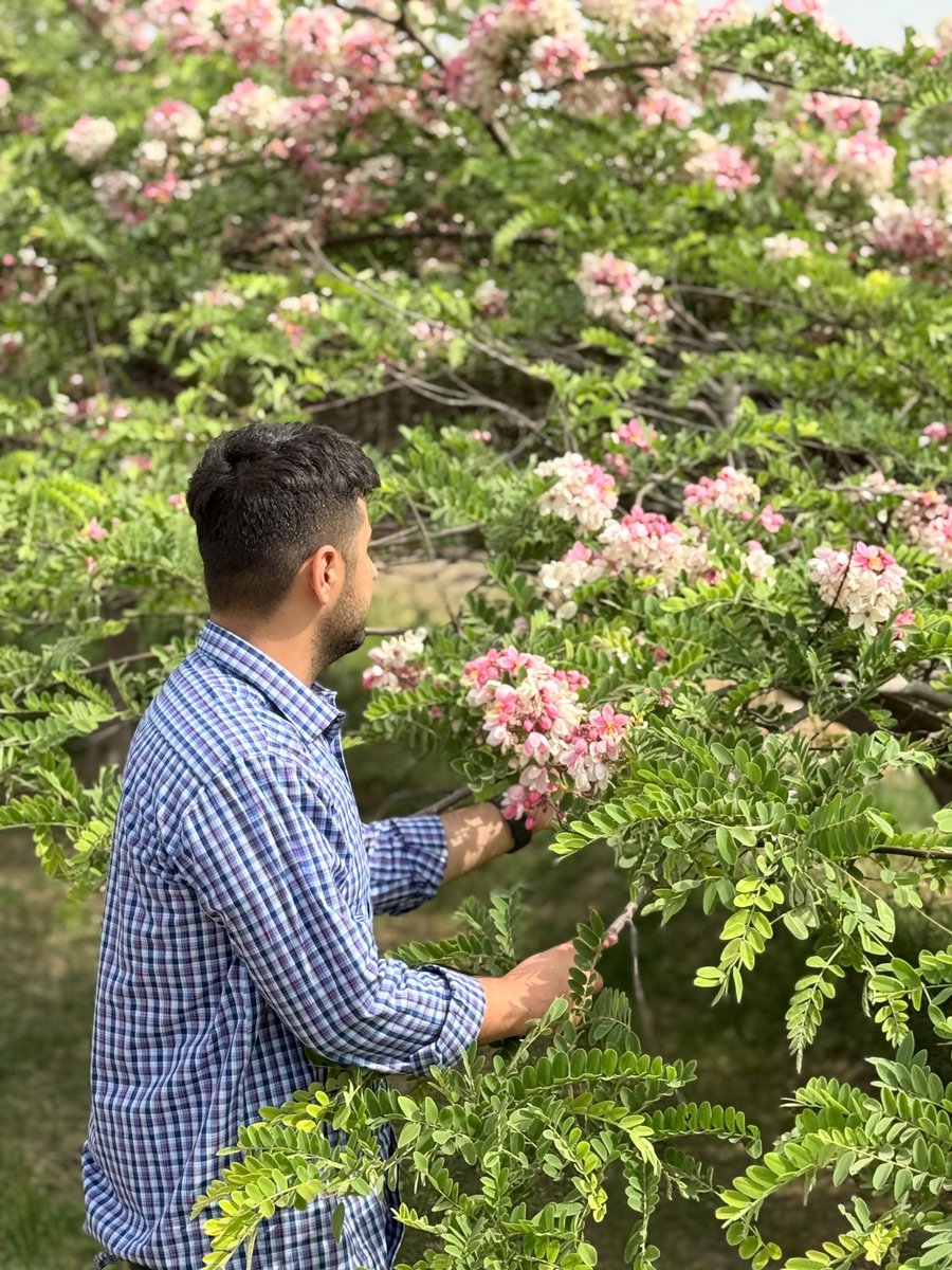 Ibrar3485's tweet photo. Cassia javanica, commonly known as pink shower or Java cassia, is a fast-growing, semi deciduous tree native to Southeast Asia. Widely cultivated as an ornamental tree for its showy pink flowers.
#landscaptrees #cassiajavanica #floweringtrees  #muhammadibrarmaidaree
#landscaping https://t.co/mQNGUzpNyT