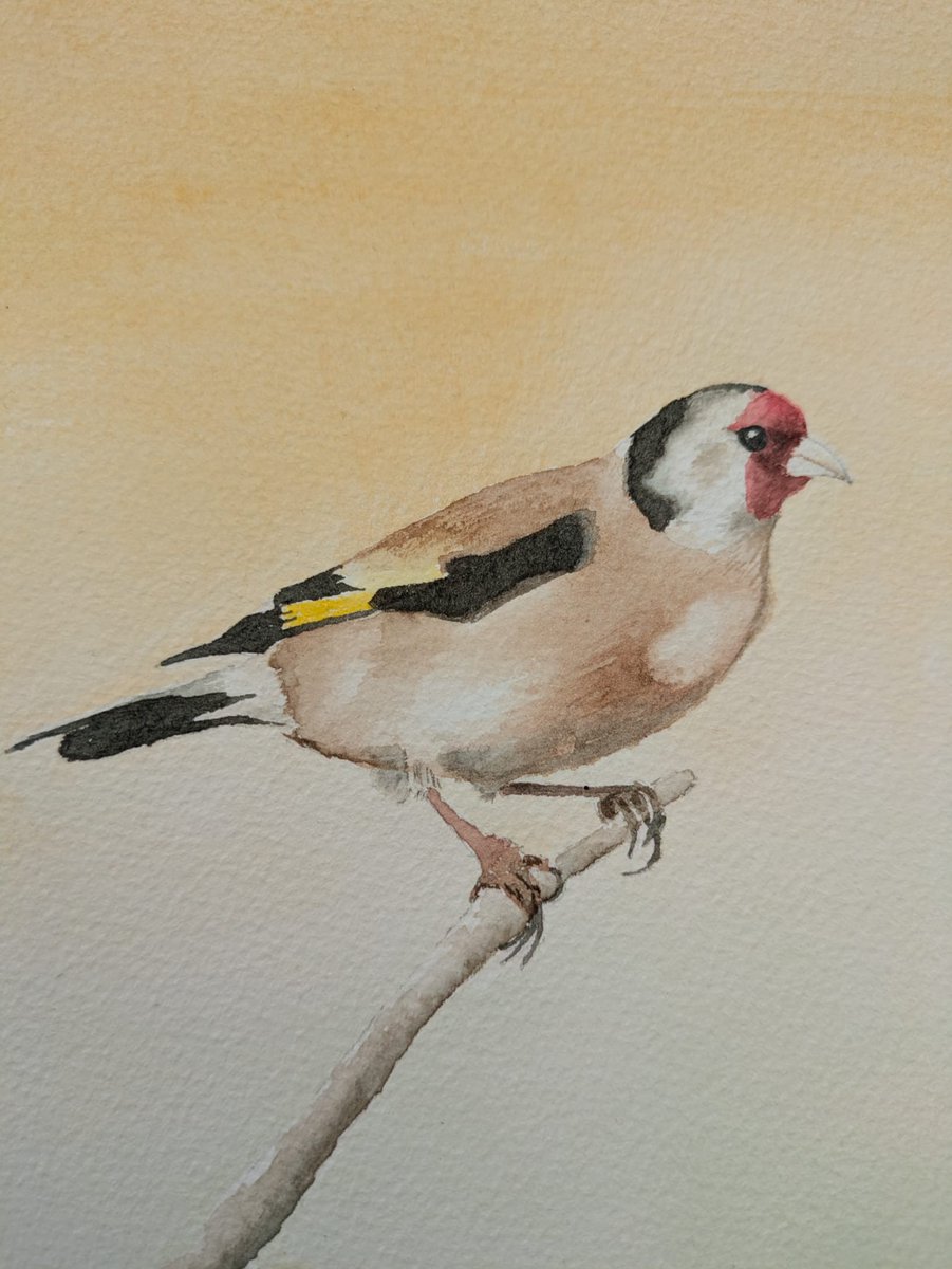 Goldfinch watercolour #art #watercolour #painting #watercolor #goldfinch #bird