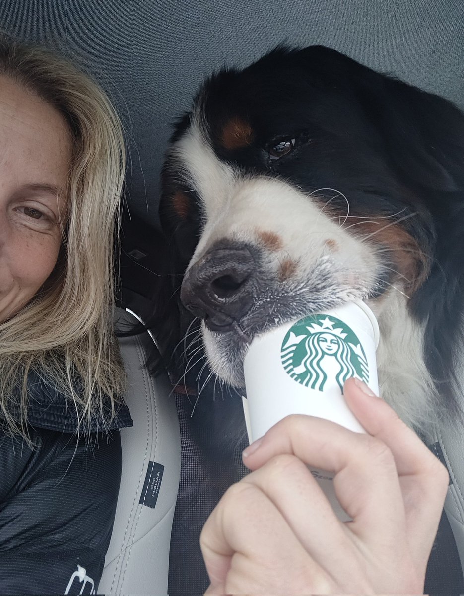 It's vet day today but right now we're just enjoying a Brie free morning 🫣🤣🤣🤣 
Wish me luck 💕💪🏻🐕