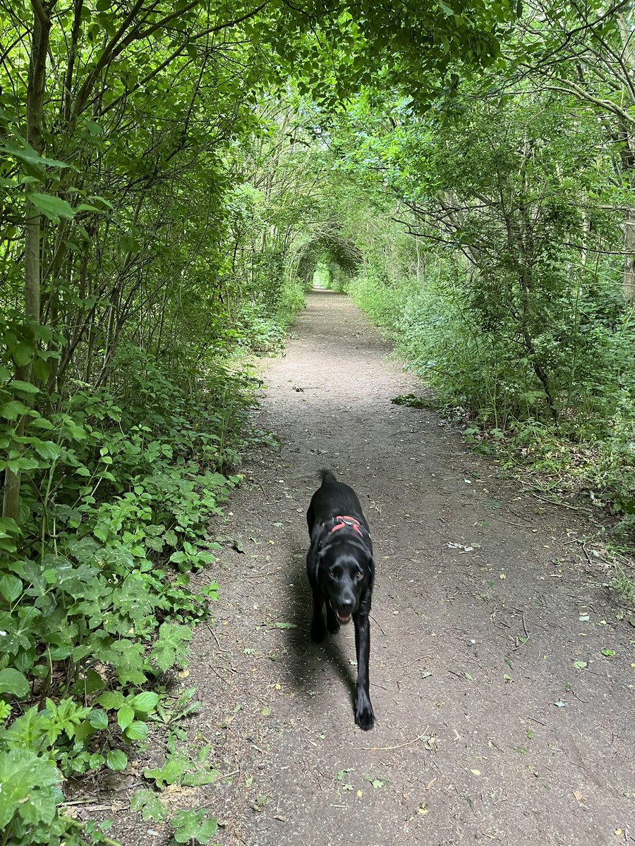 D4 CEO <a href="/LondonwideLMCs/">Londonwide LMCs</a> diary

Starting the day with a gentle dog jog 

Fewer meetings today - chance to catch up on the red-flagged emails. Looking forward to discussion and early exploration into how we can increase our offer to London’s general practice. Exciting stuff!