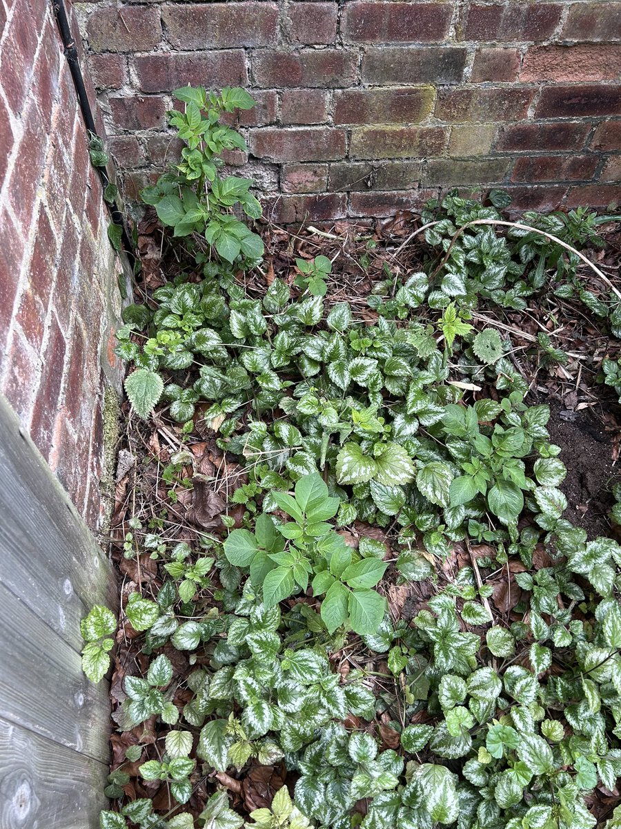 🌱Hello, I'm Mark tweet media