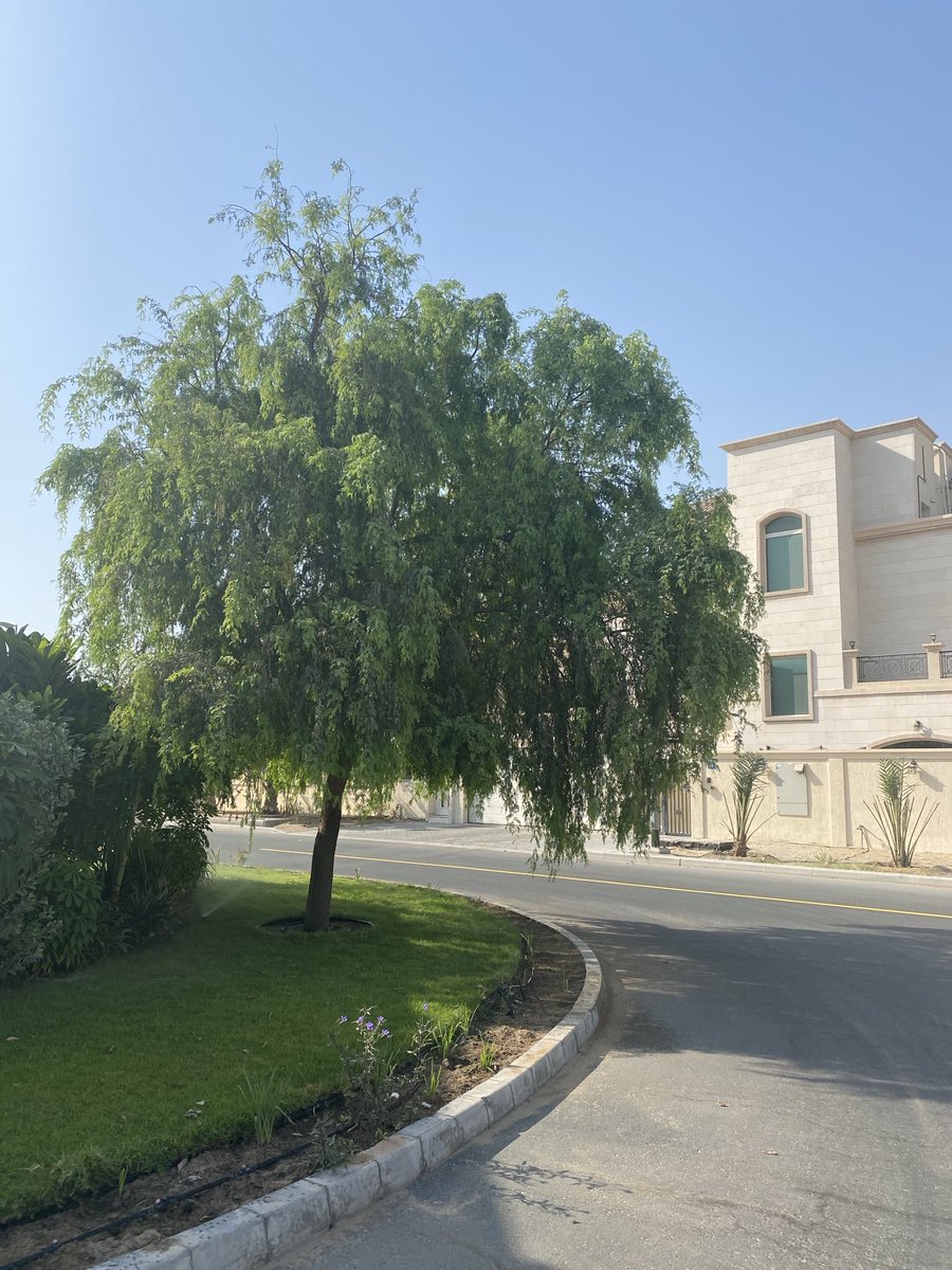 PinkTaxiRunner's tweet photo. Oud AlMuteena Second #everydinglestreet #mydubai ⁦@HHShkMohd⁩ ⁦@HamdanMohammed⁩ https://t.co/OIHOGwimDJ