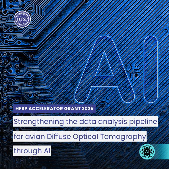 Can AI help decode how bird brains work?🧠 
HFSP Accelerator grantees are enhancing avian brain imaging with cutting-edge AI, uncovering functional brain patterns across species.🦜
How cool is this? 😁

#HFSPResearchGgrants #AI #Neuroimaging #sts 🧪 
🔗zurl.co/XDy9l