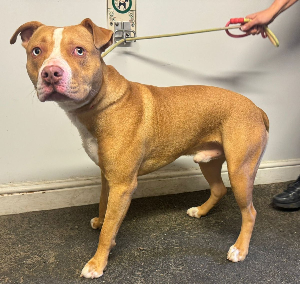 Please retweet to help find the owner or a rescue shelter space for this stray/abandoned dog found #KINGSLYNN  #NORFOLK #UK  Found Wed 28 May 2025💔
ANOTHER ONE DUMPED?
Now in a council pound for 7 days, he needs shares so that a rescue shelter with space sees him please?