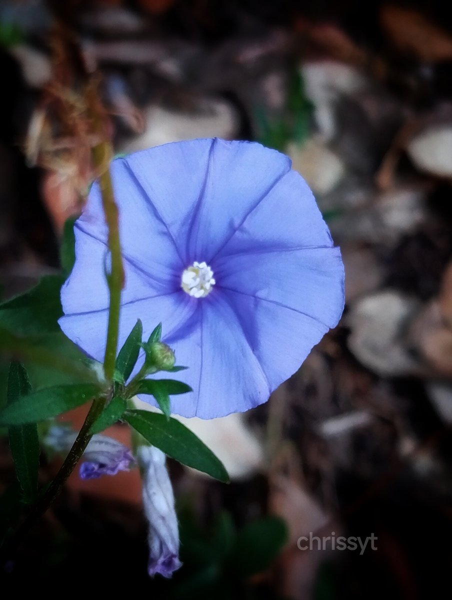 Si seulement je pouvais te ramener pour passer un moment avec toi...
Je n'hésiterais pas......
bon vendredi et merveilleux weekend.....💜💜💜✨🙏