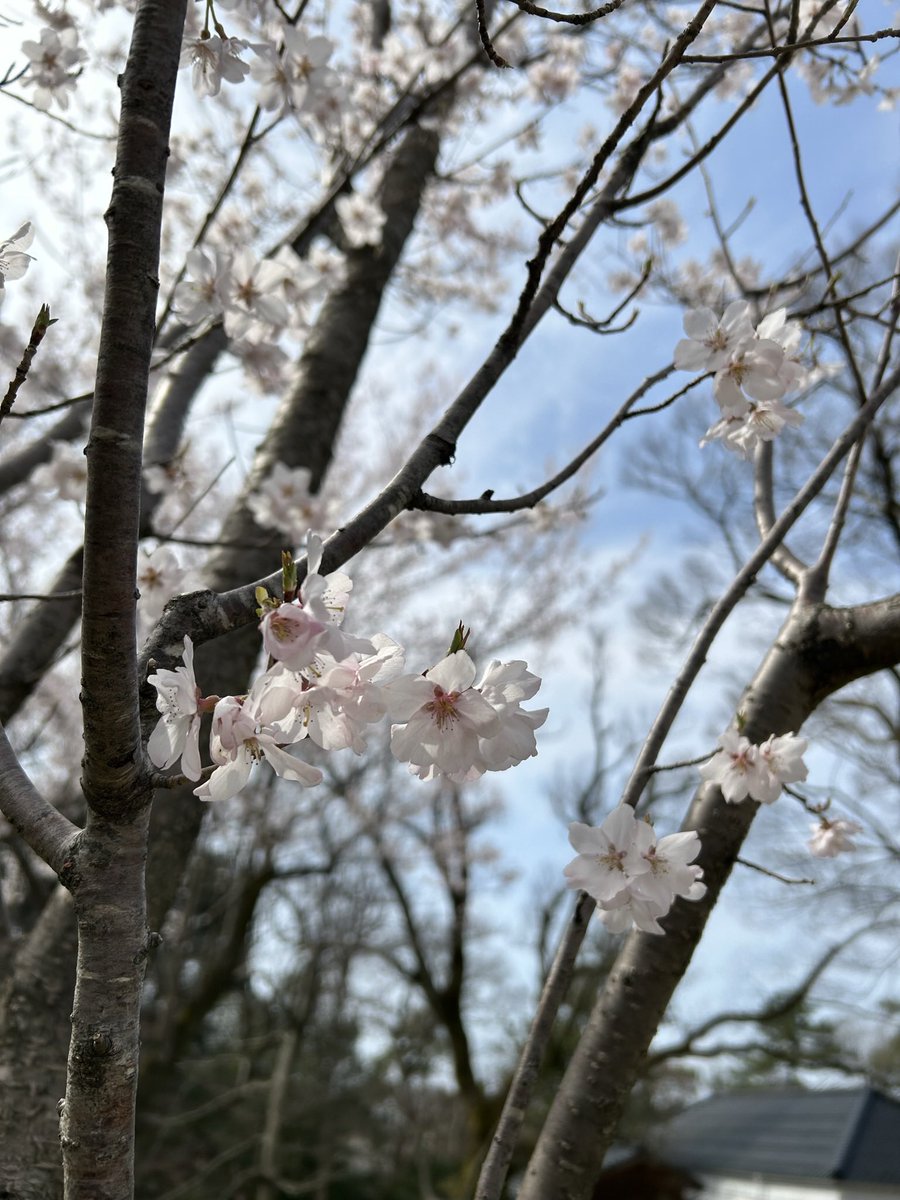 i feel like spring passed by too fast this year #photography #naturephotography