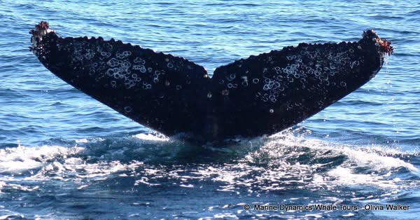 🐋 Whale Tale Update!
A humpback whale first spotted in SA waters in June 2022 has been resighted in False Bay this May—nearly 3 years later! 🌊💙
Thanks to photo ID + @HappyWhale, we’re tracking these ocean giants and learning more about their travels.
📸 Keep those cameras