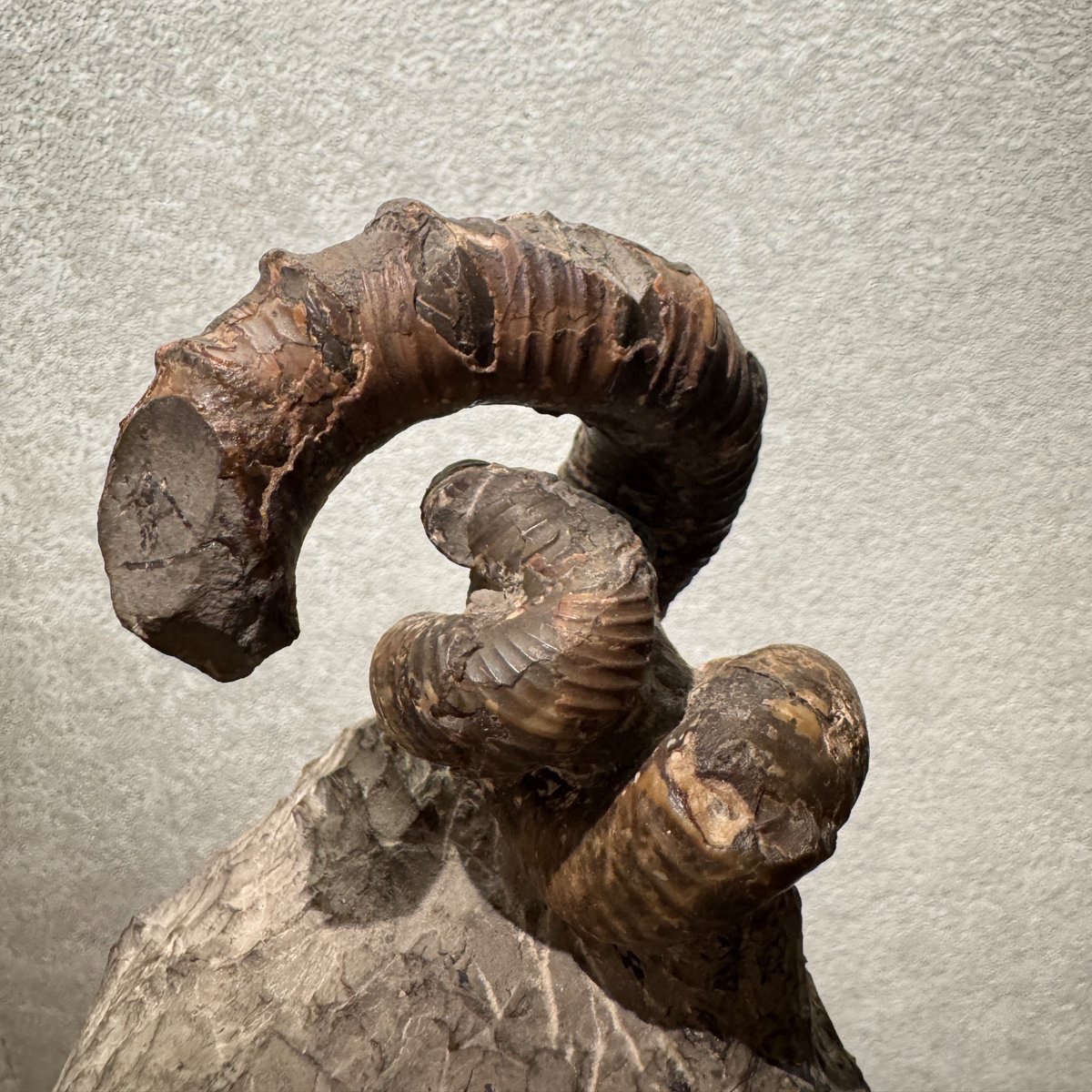 ニッポニテス ミラビリス 芦別上流産 化石 アンモナイト 超希少 良品