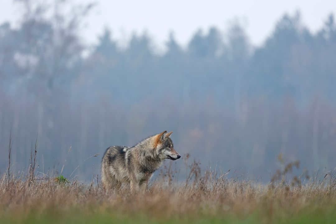 De Provincie Utrecht geeft extra adviezen voor iedereen die de bossen van de Utrechtse Heuvelrug bezoekt en vraagt om extra oplettendheid. Meer informatie: provincie-utrecht.nl/actueel/nieuws….