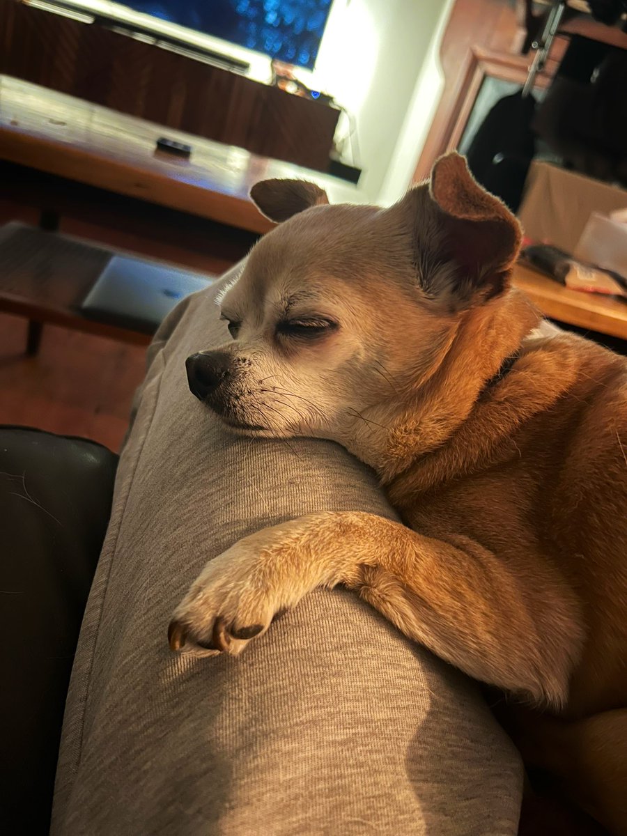 figgled's tweet image. TGIB (thank god it’s bean)
