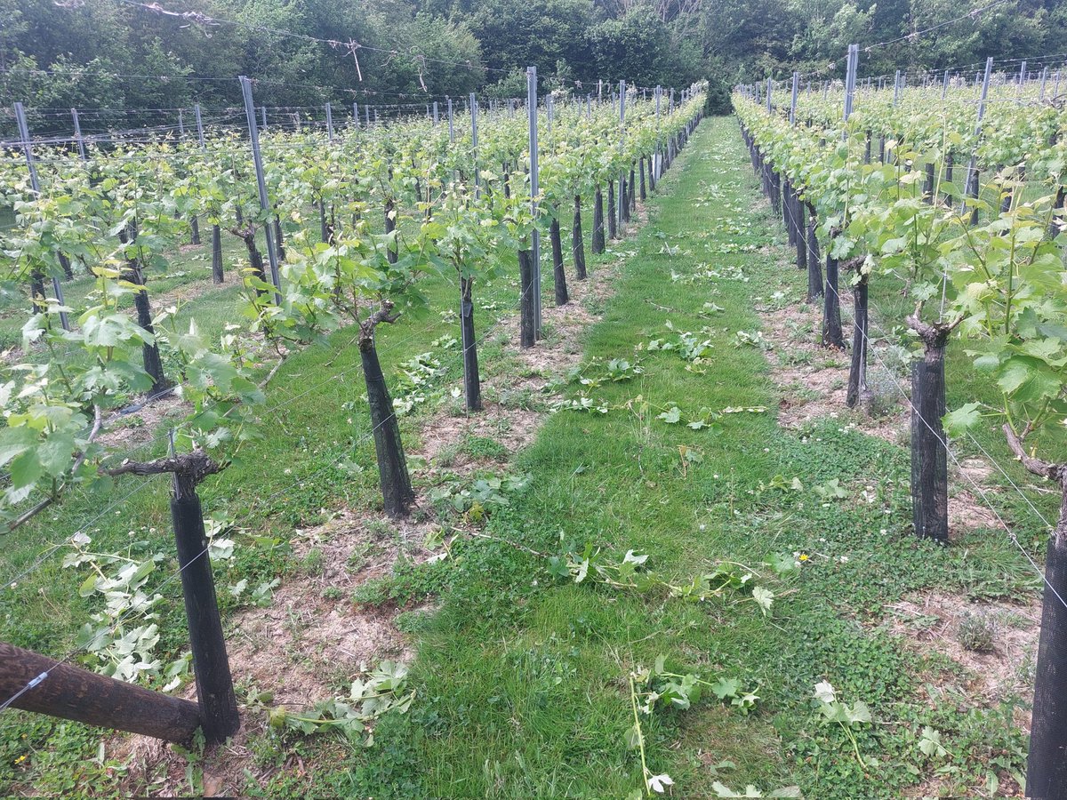 Start of 'Summer Canopy Management' at Wildwood Vineyard. Crown thinning and shoot selecting. Removing excess growth and growth in the wrong places. Allows better air movement in the canopy and sun penetration. #viticulture #Vineyard #wine