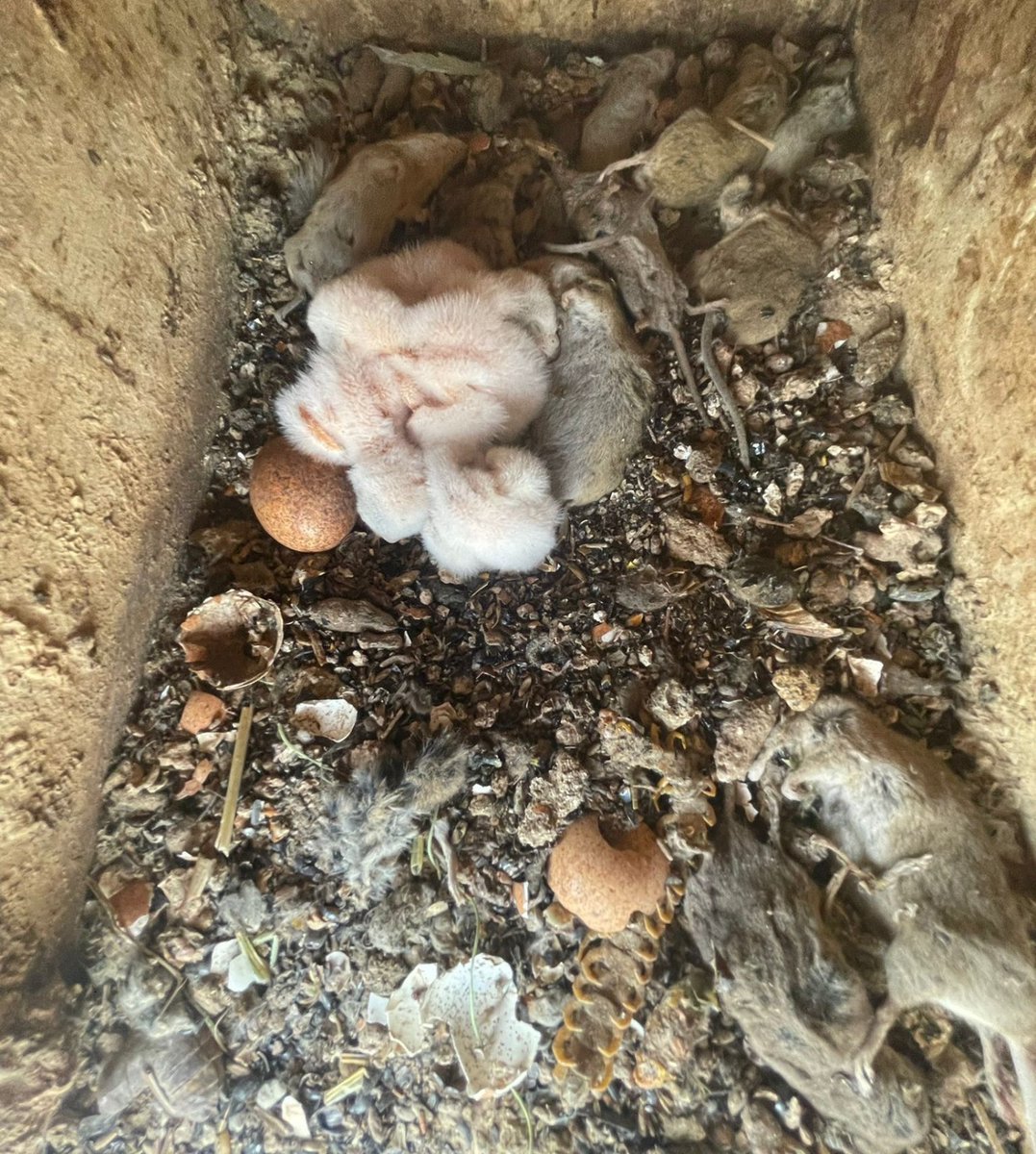 🦅 El cernícalo primilla  gran cazador de ratones. En su nido, ¡una despensa natural!
Controla plagas sin químicos y protege nuestros cultivos 🌱
#CernícaloPrimilla #AliadoNatural #ControlDePlagas #Biodiversidad