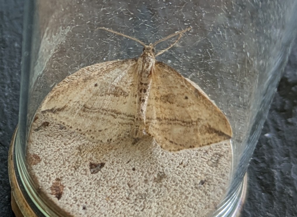 bernard boothroyd tweet media