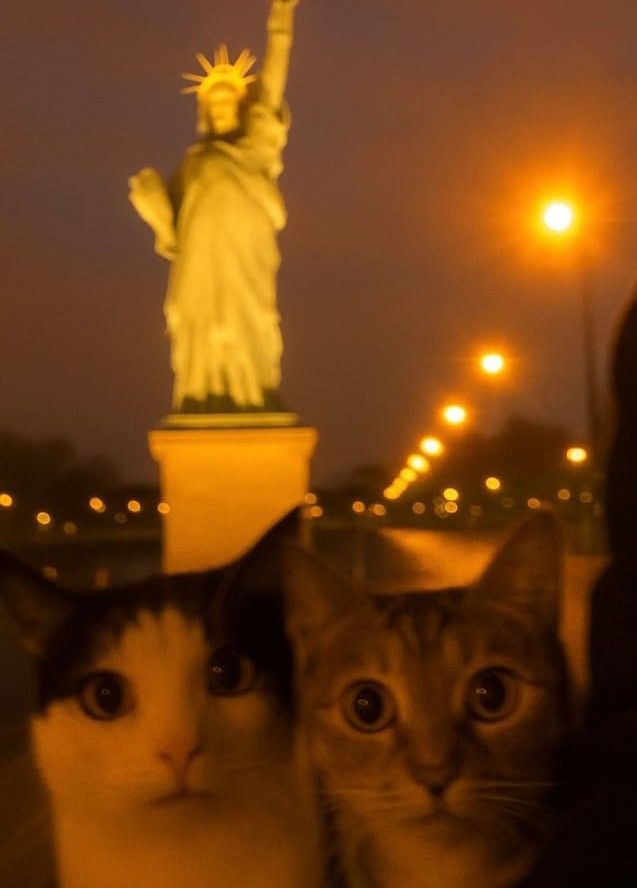 Why you should have a cat (@shouldhavecat) on Twitter photo 