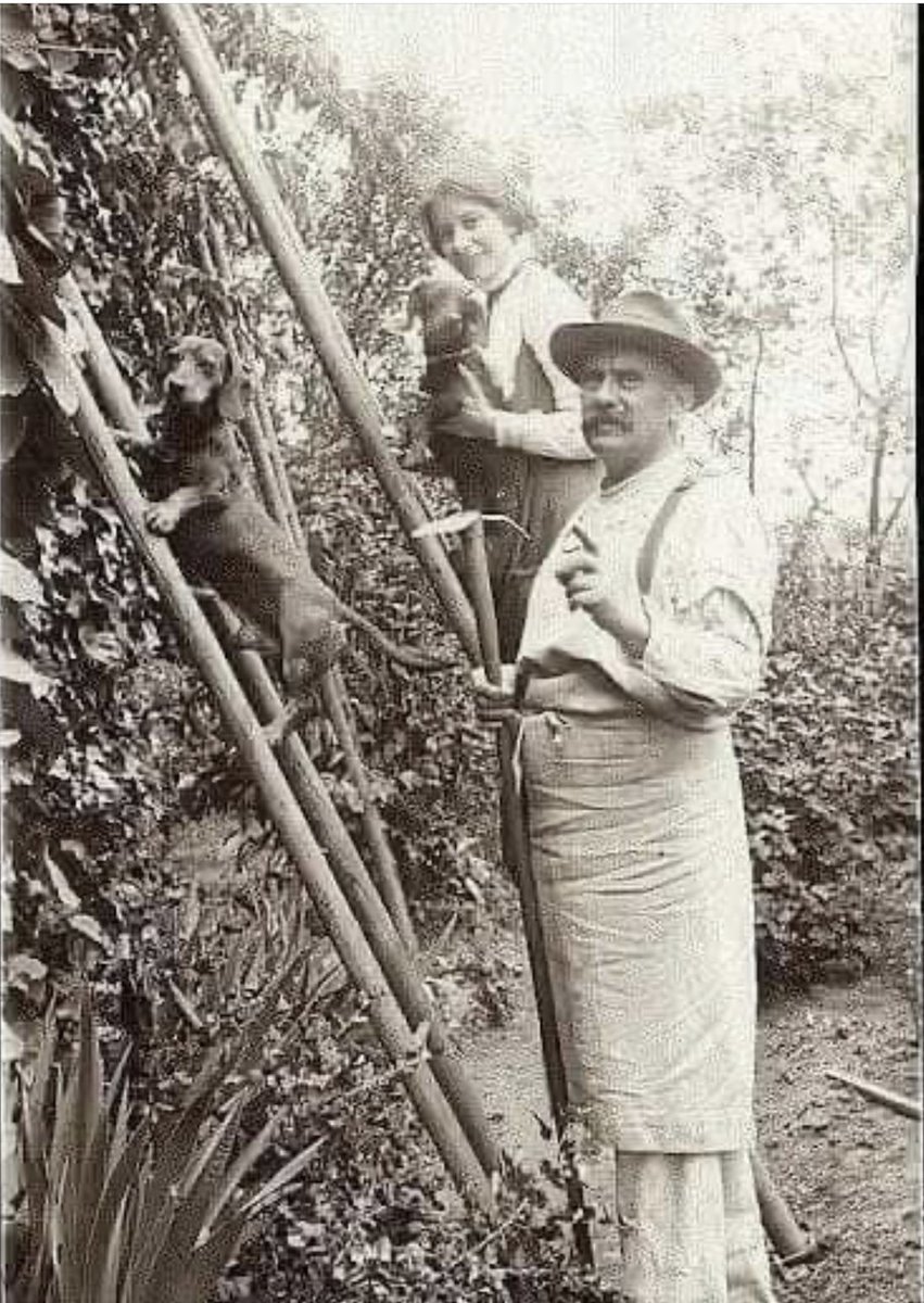 Dachshund assistant gardeners, 1910 postcard. No such help from our mini-wirehair - his specialism is sunbathing 😂