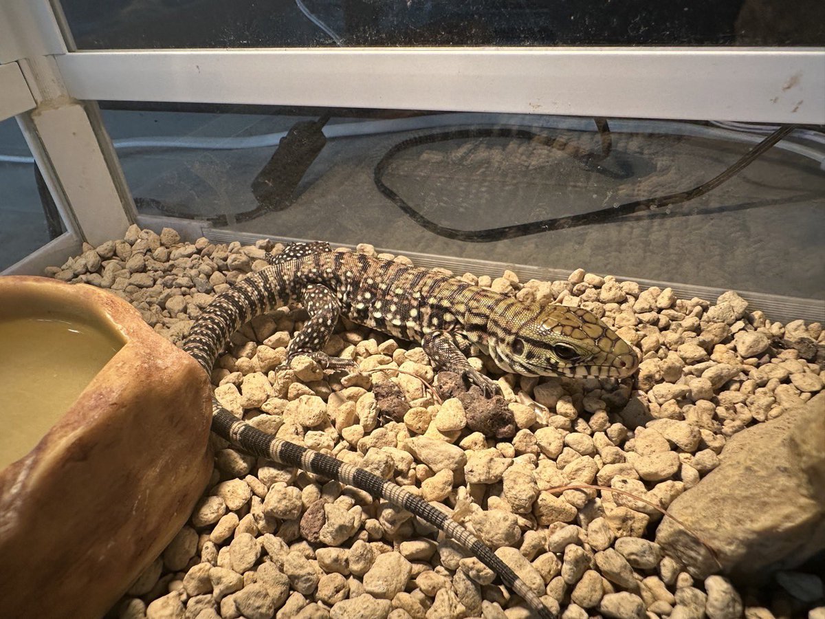reptilespro04's tweet photo. 新入荷　BWテグー baby
久々に個人的に一番大好きなトカゲが入荷しました！
大きくなる子達ですが、犬っぽさがありとても可愛いです😍

#爬虫類　#爬虫類専門店 #れぷたいるずプロ #徳島県 https://t.co/luWGPO88ei