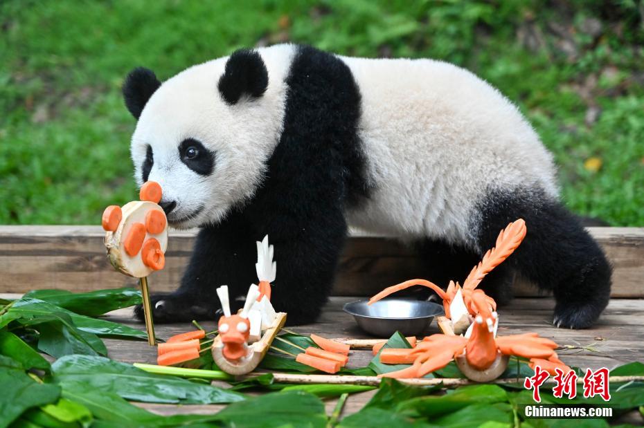 【廣東廣州大熊貓“萌萌”母女樂享特製“端午大餐”】5月29日，大熊貓幼崽“妹珠”享用特製“端午大餐”。當日，廣東廣州長隆野生動物世界保育員用胡蘿蔔、竹子為大熊貓“萌萌”母女製作“端午大餐”。