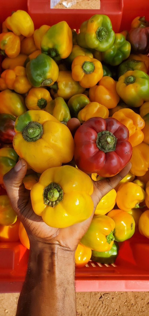 genius_₿ tweet media