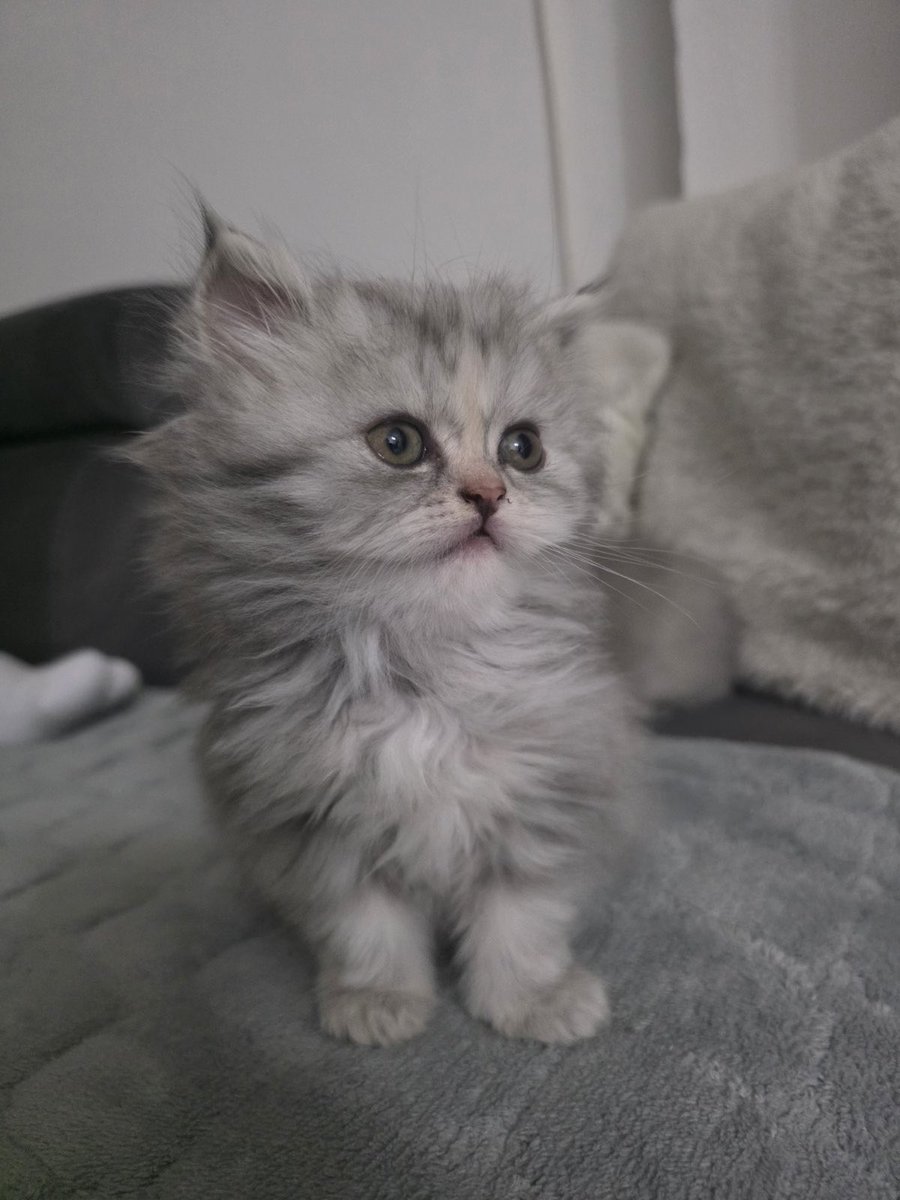 Се продава двомесечна персиска убавица!
Инфо во ДМ.