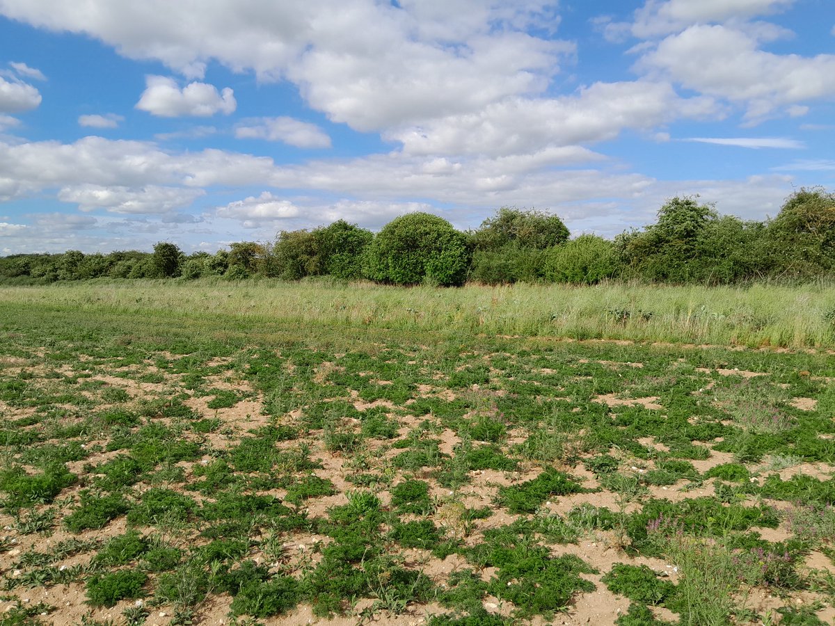 Breckland Farmers Wildlife Network tweet media